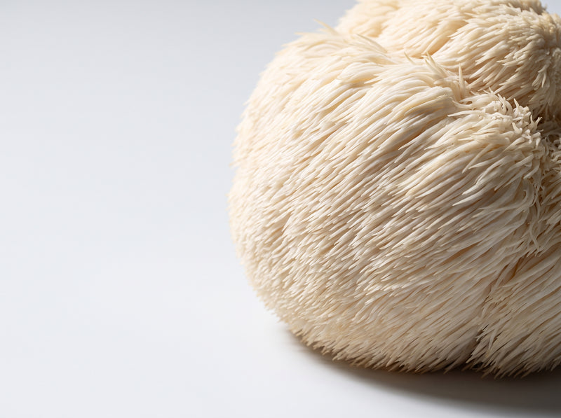Lion's Mane